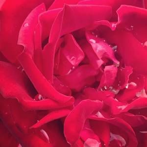 Meet your Posher, Akeen